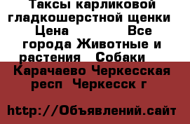 Таксы карликовой гладкошерстной щенки › Цена ­ 20 000 - Все города Животные и растения » Собаки   . Карачаево-Черкесская респ.,Черкесск г.